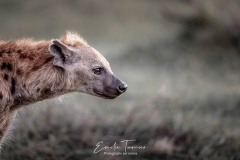 Nostalgie de hyène