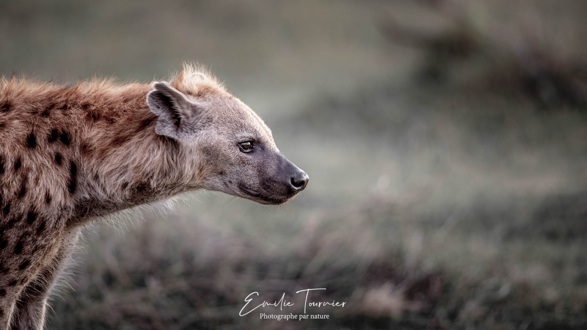 Nostalgie de hyène