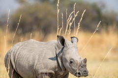 Botswana, de l'Okavango à Chobé