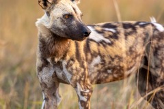 Botswana, de l'Okavango à Chobé