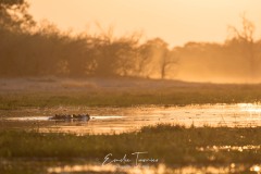 Un soir au bord de l'eau