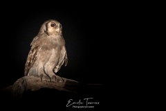 Vision nocturne