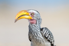 Zazou
