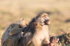 Portrait de famille