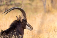 Portrait d'hippotrague noir