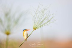 Le malachite et le papyrus