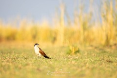 Coucal