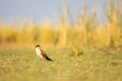 Coucal