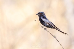 Emilie-Tournier-Photographe-animaliere-Brunoy-stage-photo-France