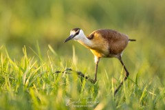 Jacana nain