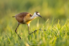 Jacana nain