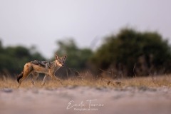 Le chacal de l'apéro