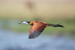 Jacana flêché