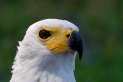 Evelyne Brenders Evelyne Brenders