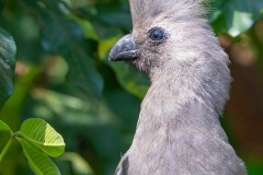 Evelyne Brenders