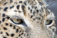 Evelyne Brenders Evelyne Brenders