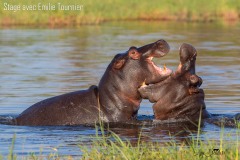 Evelyne Brenders Evelyne Brenders