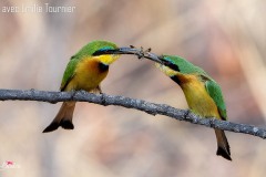 Evelyne Brenders Evelyne Brenders