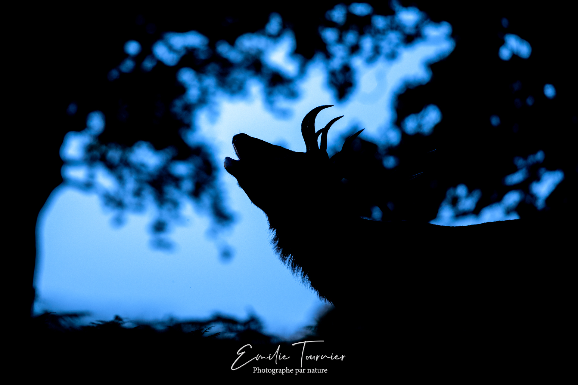 Brame du soir