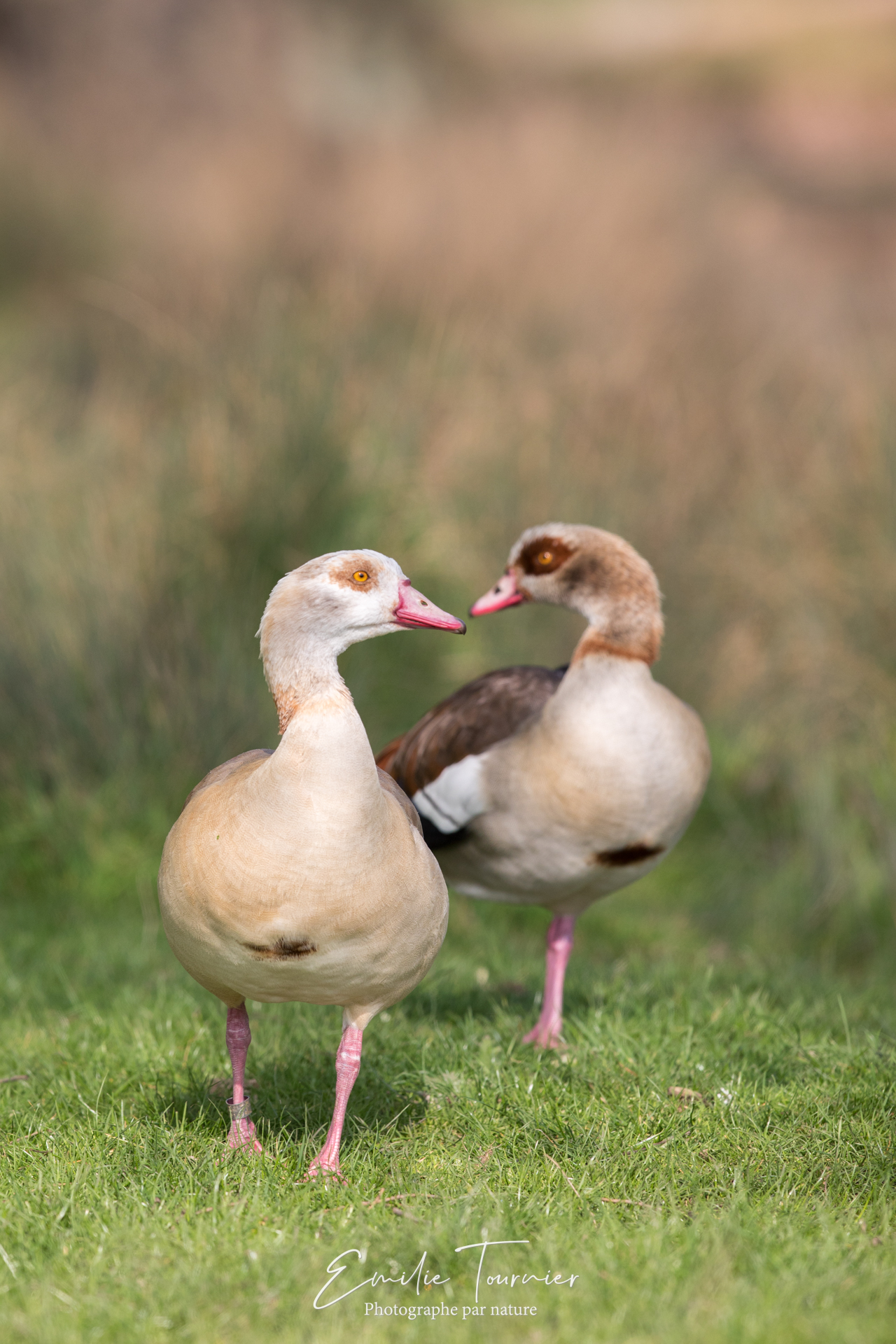 Couple d'ouettes
