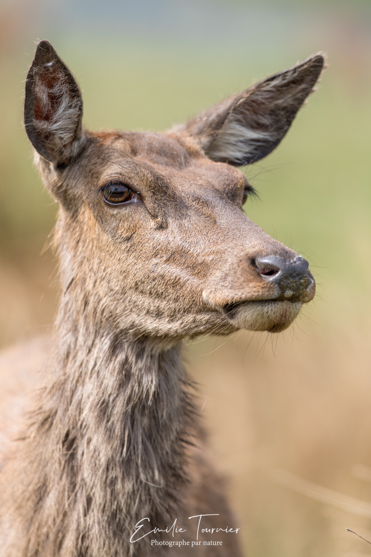 Ma biche