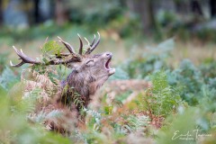 Brame du cerf à Richmond park