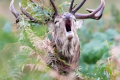 Brame du cerf à Richmond park