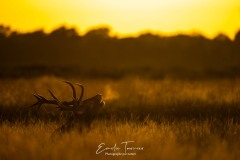 Brame du cerf à Richmond park