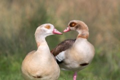 Couple d'ouettes