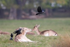 Arrangements entre amis