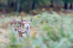 Calin maternel