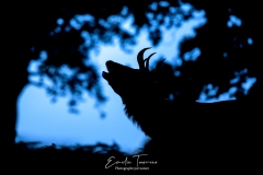 Brame du soir