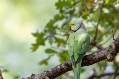 Emilie-Tournier-Photographe-animaliere-Brunoy-stage-photo-France-2