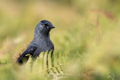Emilie-Tournier-Photographe-animaliere-Brunoy-stage-photo-France-3