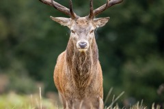 Emilie-Tournier-Photographe-animaliere-Brunoy-stage-photo-France-4