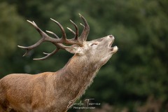 Emilie-Tournier-Photographe-animaliere-Brunoy-stage-photo-France-5