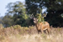 Emilie-Tournier-Photographe-animaliere-Brunoy-stage-photo-France