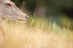 Emilie-Tournier-Photographe-animaliere-Brunoy-stage-photo-France