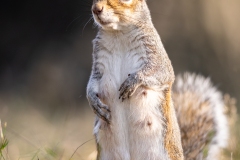 Squiky