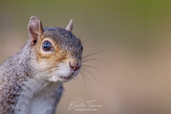 Squirrel bombing