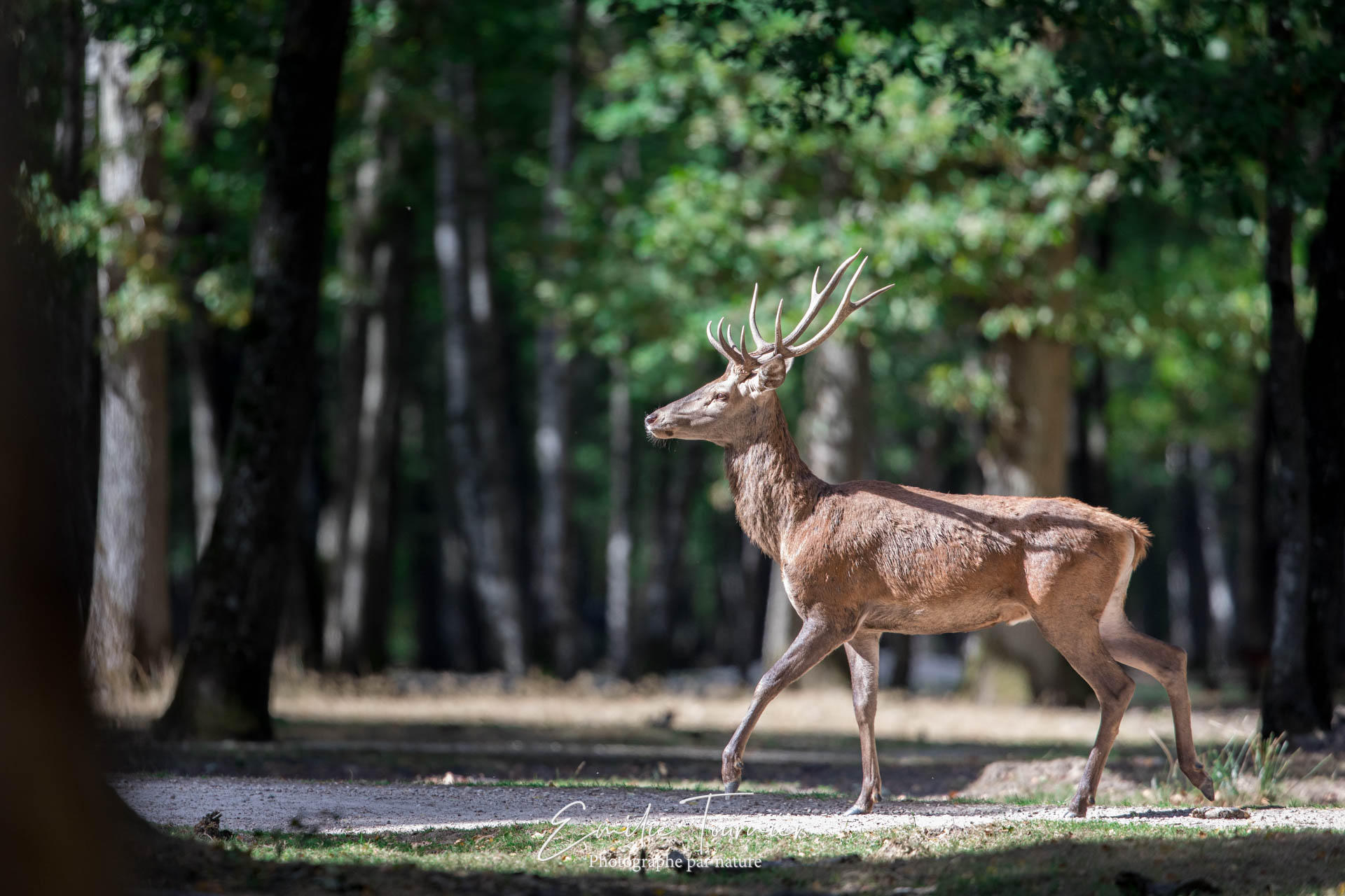 L'Espace Rambouillet propose à de petits groupes d'assister au brame des  cerfs - Rambouillet (78120)