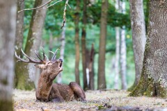 Le brame du cerf à Rambouillet