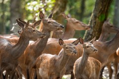 Famille