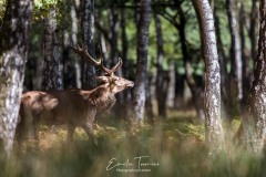 Le marcheur de la forêt