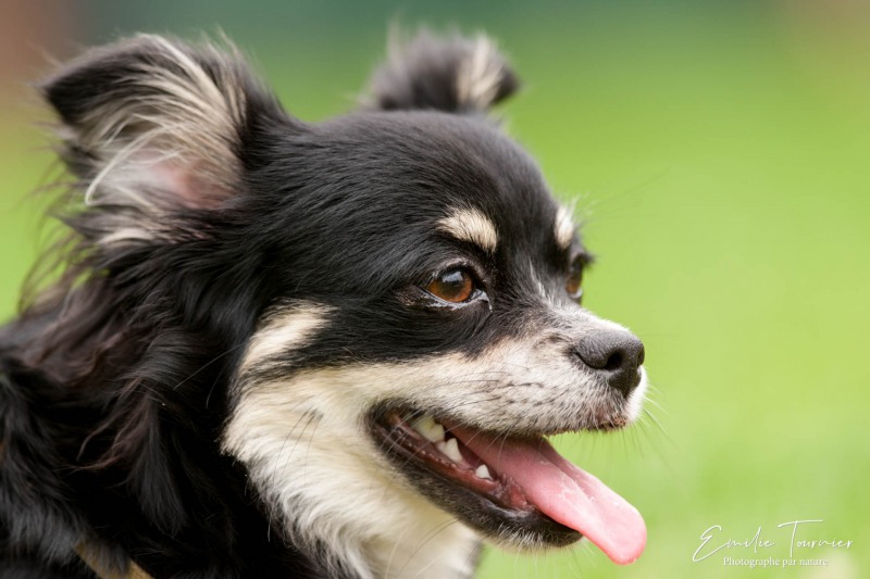 Chihuahua
