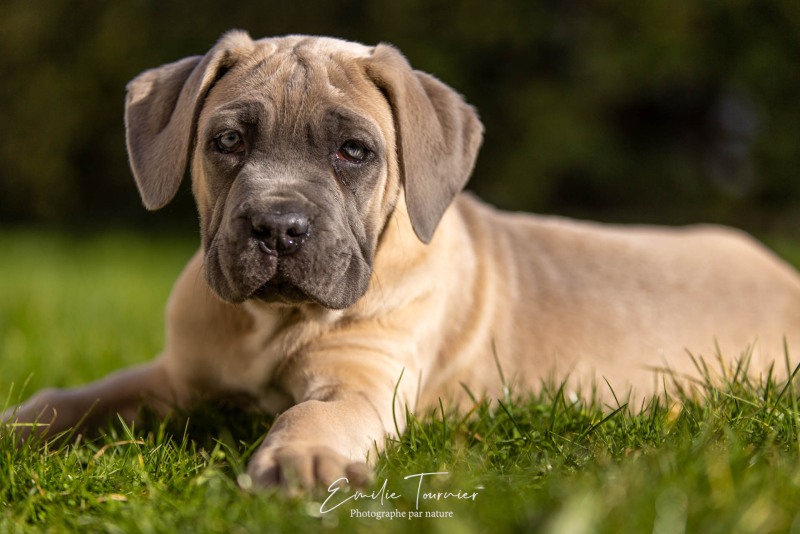 Chien / Canis lupus familiaris / dog