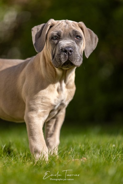 Chien / Canis lupus familiaris / dog