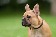 Bulldog français