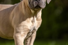 Chien / Canis lupus familiaris / dog