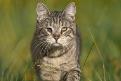 Emilie-Tournier-Photographe-animaliere-Brunoy-stage-photo-France